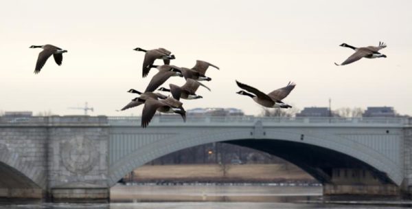 Memorial Bridge geese (Flickr pool photo by John Sonderman)