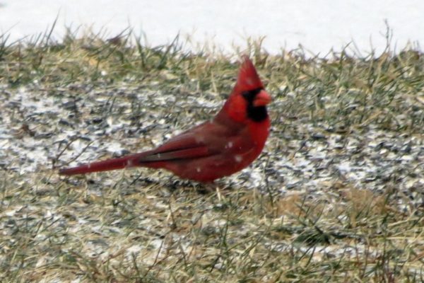 Cardinal in the snow (Flickr pool photo by Alan Kotok)