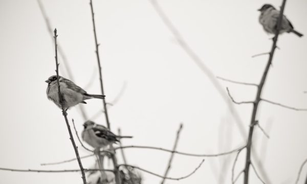 Birds in a tree in winter (Flickr pool photo by Erinn Shirley)