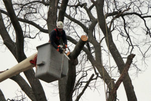 Contractors cut down a Willow Oak tree in Bluemont (file photo)