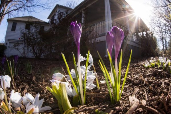 First bloom of the season (Flickr pool photo by Kevin Wolf)