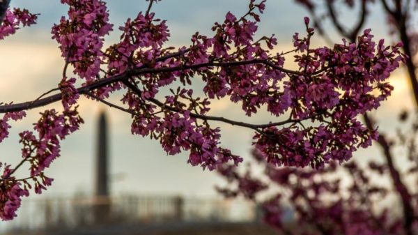 Cherry blossoms in Arlington 2015 (Flickr pool photo by Joseph Gruber)