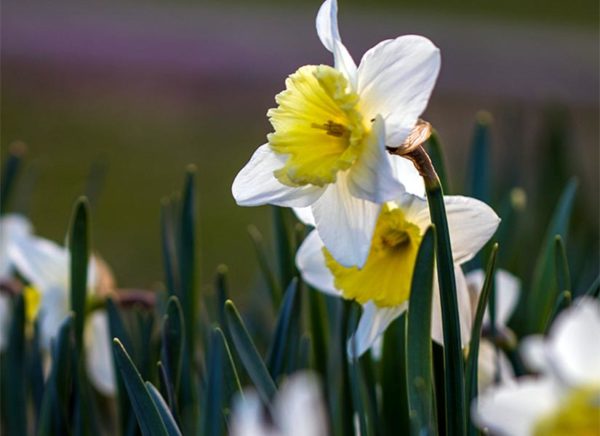 Early spring daffodils (Flickr pool photo by Erinn Shirley)