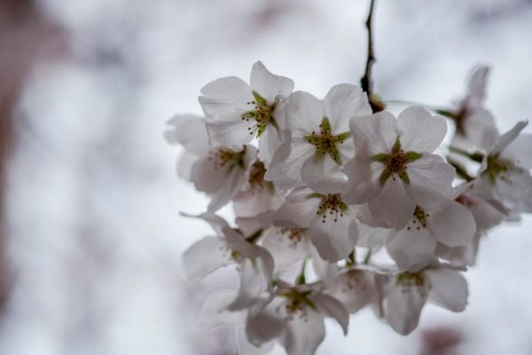 Spring blossoms (Flickr pool photo by Erinn Shirley)