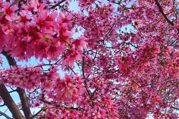 Cherry tree in bloom in Arlington (Photo courtesy @jamijrodgers)