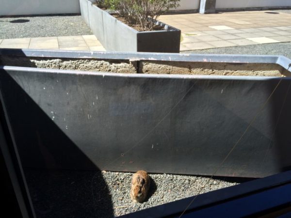 A rabbit enjoying the sunshine outside an office window in Rosslyn