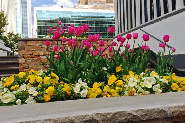 Flowers outside a Rosslyn office building