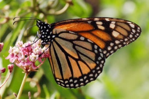 Monarch butterfly on swamp milkweed