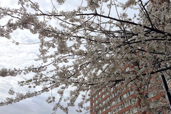 Spring blooms in Pentagon City