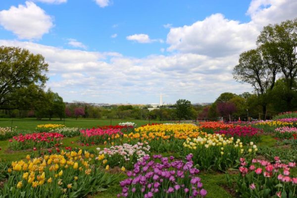 Tulips at the Netherlands Carillon (Flickr pool photo by Brian Allen)