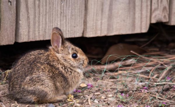 Arlington bunny (Fickr pool photo by John Sonderman)