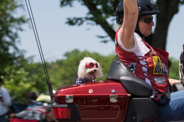 Biker pooch during Rolling Thunder 2015 (Flickr pool photo by Kevin Wolf)