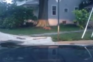 Screen capture of fox in Cherrydale caught on video