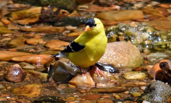 Goldfinch in stream near Long Branch Nature Center (Flickr pool photo by airamangel)