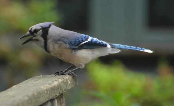 Blue Jay in Arlington (Flickr pool photo by John Sonderman)