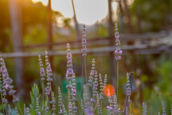 Lavender (Flickr pool photo by Erinn Shirley)