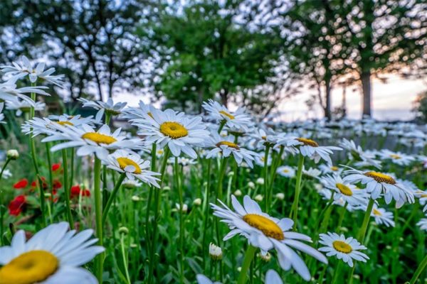 Daisies (Flickr pool photo by Erinn Shirley)