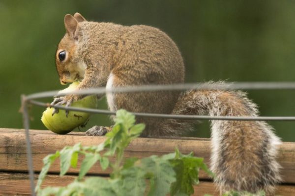 "Backyard garden thief" (Flickr pool photo by Wolfkann)