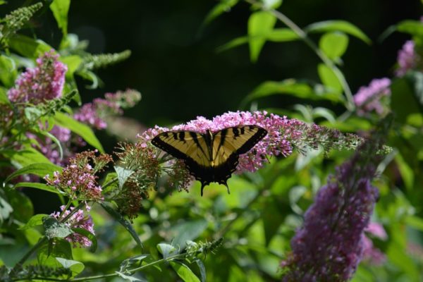 Butterfly at Long Branch Nature Center (Flickr pool photo by Airamangel)