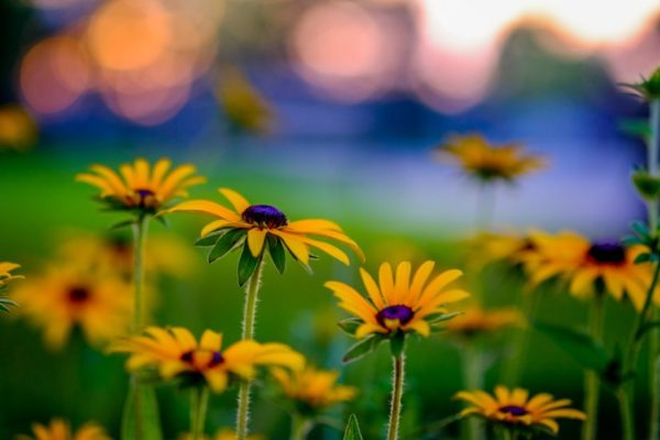 Flowers in Arlington (Flickr pool photo by Erinn Shirley)