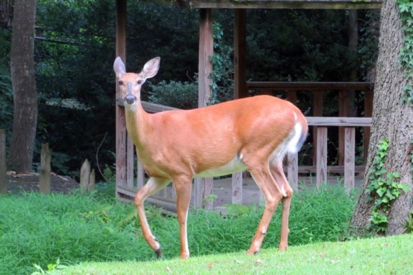 Backyard deer near Stroman's Branch (Flickr pool photo by Alan Kotok)