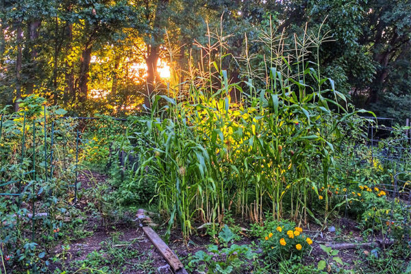 Urban corn along Four Mile Run (Flickr pool photo by Dennis Dimick)