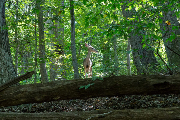 Deer near Donaldson Run (Flickr pool photo by Eric)