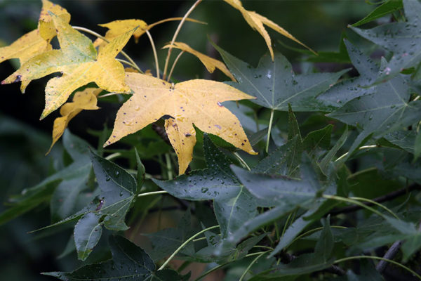 Wet leaves in early fall, in Fairlington