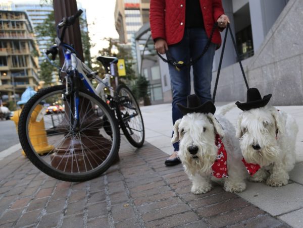 Two dogs in Rosslyn who are ready for Halloween (Flickr pool photo by TheBeltWalk)