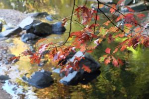 Autumn leaves and a stream (Flickr pool photo by Vandiik)