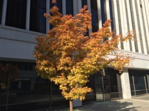 Minor fall foliage outside of a Rosslyn office building