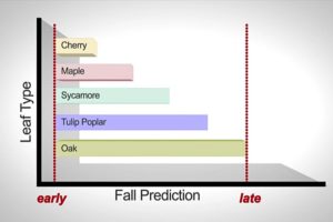 Leaf Falling Predictions (via DES)