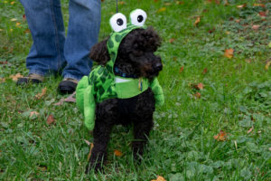 Dog in costume (Courtesy of Doorways for Women and Families)