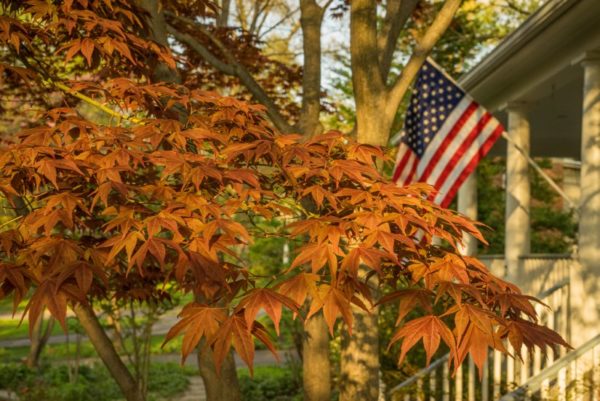 Autumn leaves and the American flag (Flickr pool photo by Kevin Wolf)