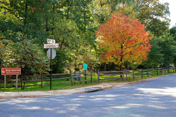 "Peacock" tree in Bailey's Branch Park (Flickr pool photo by TheBeltWalk)