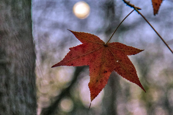 Moon leaf (Flickr pool photo by Erinn Shirley)