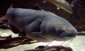 Blue catfish (Photo by Flickr user rbairdpccam, via Chesapeake Bay Program)