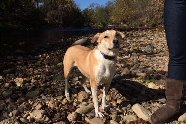 A dog along the banks of Four Mile Run near Shirlington