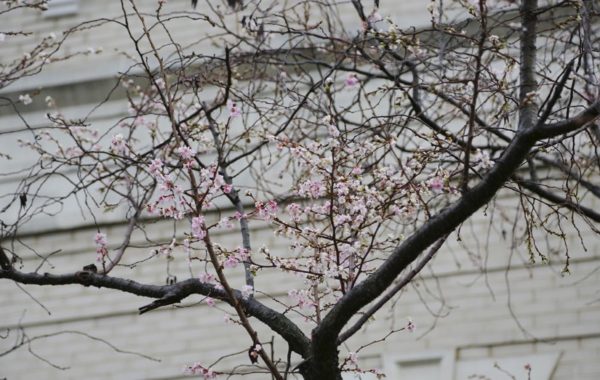 Cherry blossoms blooming in Rosslyn (Flickr pool photo by TheBeltWalk)