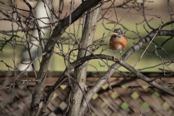 Robin in the winter (Flickr pool photo by Kevin Wolf)