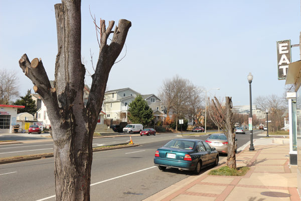 Tree on Washington Blvd