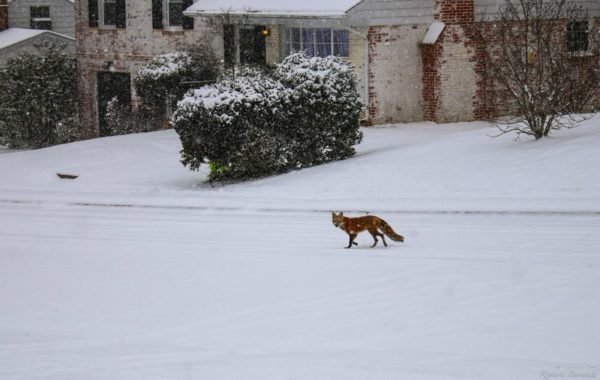 A fox in the snow in Arlington (Flickr pool photo by WolfpackWX)