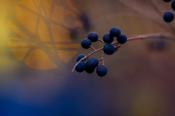 Winter berries (Flickr pool photo by Erinn Shirley)