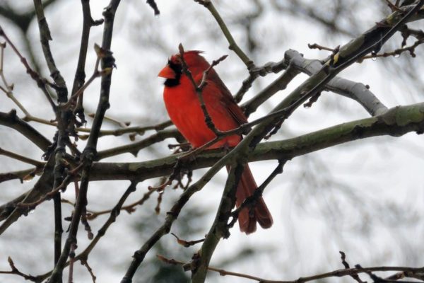 Cardinal in the winter (Flickr pool photo by Alan Kotok)