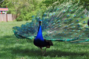 Peacock (Flickr photo by Sadie Hart)