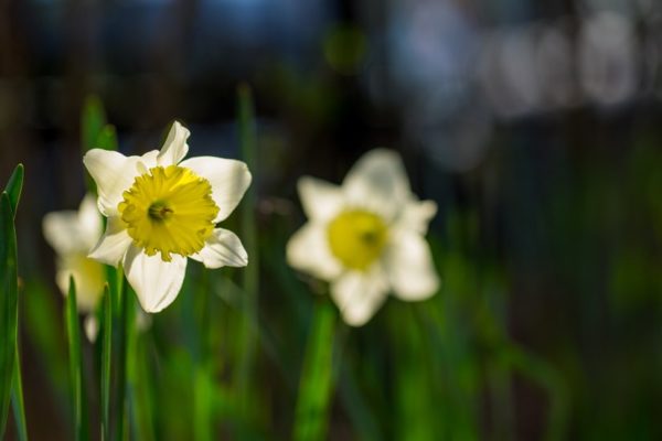 Shirlington daffodils (Flickr pool photo by Erinn Shirley)