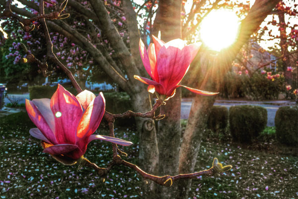 Tulip poplar in the Barcroft neighborhood (Flickr pool photo by Dennis Dimick)