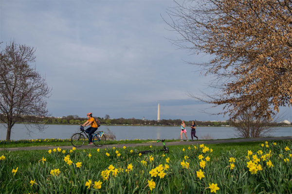 Daffodils along the Mt. Vernon Trail (Flickr pool photo by Erinn Shirley)