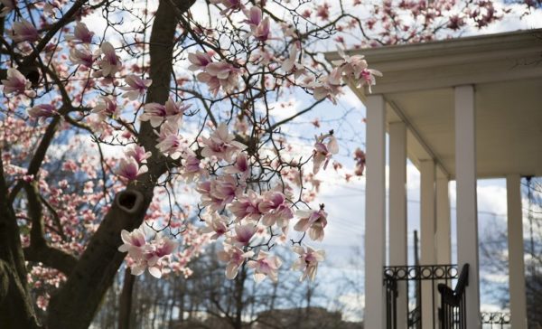 Hello, Spring (Flickr pool photo by TheBeltWalk)