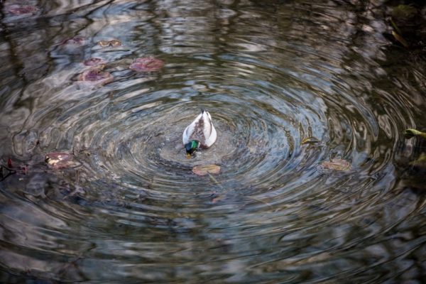 Duck goes fishing in a pond (Flickr pool photo by Dennis Dimick)